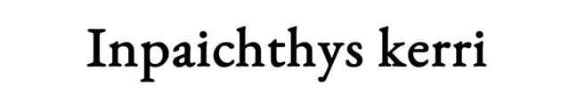 inpaichthys-kerri
